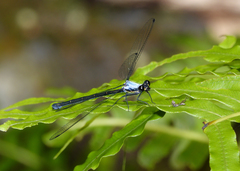 Austroargiolestes elke