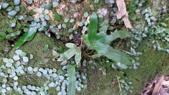 Pyrrosia polydactylos