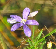 Cheiranthera linearis