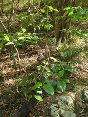 Psydrax lamprophylla