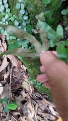 Pyrrosia polydactylos