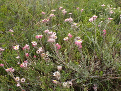 Achyranthemum affine