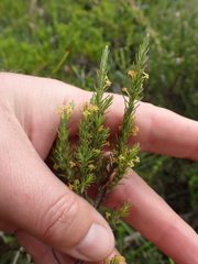 Struthiola parviflora