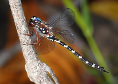 Austroaeschna christine