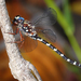 S-spot Darner - Photo (c) silram, some rights reserved (CC BY-NC), uploaded by silram