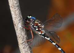 Austroaeschna christine