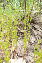 Veronica verna