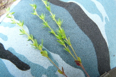 Veronica verna