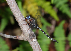 Austroaeschna christine