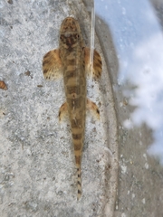Formosania