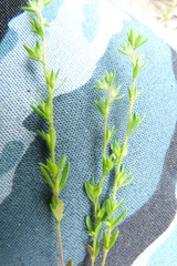 Veronica verna