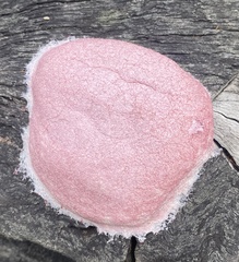 Fuligo septica rosea
