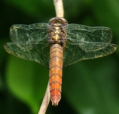 Orthetrum testaceum