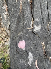 Fuligo septica rosea