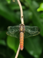 Orthetrum testaceum