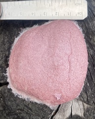 Fuligo septica rosea