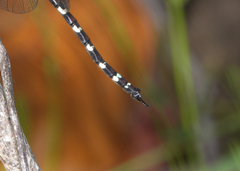 Austroaeschna christine