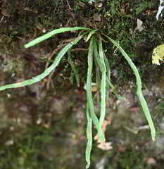 Notogrammitis billardierei