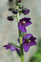 Verbascum phoeniceum