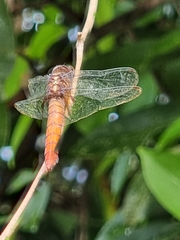 Orthetrum testaceum