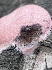 Fuligo septica rosea