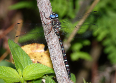 Austroaeschna christine