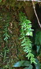Tmesipteris truncata