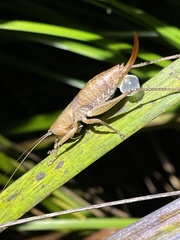 Cooloolagraecia wallum