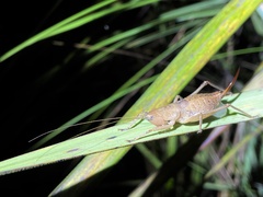 Cooloolagraecia wallum