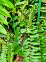 Agrionoptera insignis