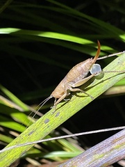 Cooloolagraecia wallum