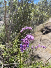 Trichostema lanatum