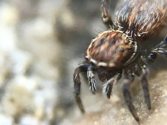 Attinella dorsata