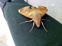 Pachylia ficus