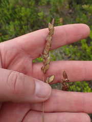 Eragrostis capensis