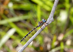 Austroaeschna christine