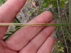 Eragrostis capensis