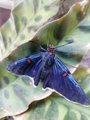 Phocides lilea