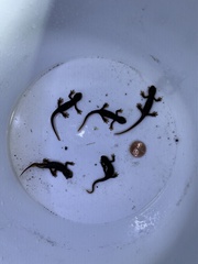 Caudata