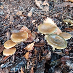 Psilocybe allenii