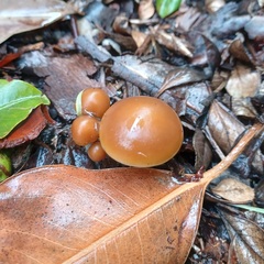 Psilocybe allenii