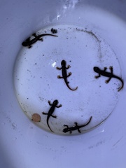 Caudata