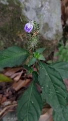 Rungia taiwanensis
