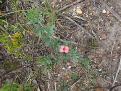 Indigofera verrucosa