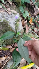 Rungia taiwanensis
