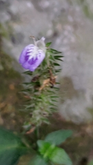 Rungia taiwanensis