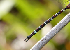 Austroaeschna christine