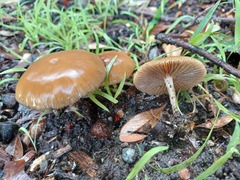 Psilocybe allenii