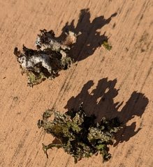 Tuckermanopsis chlorophylla