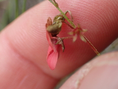 Indigofera verrucosa